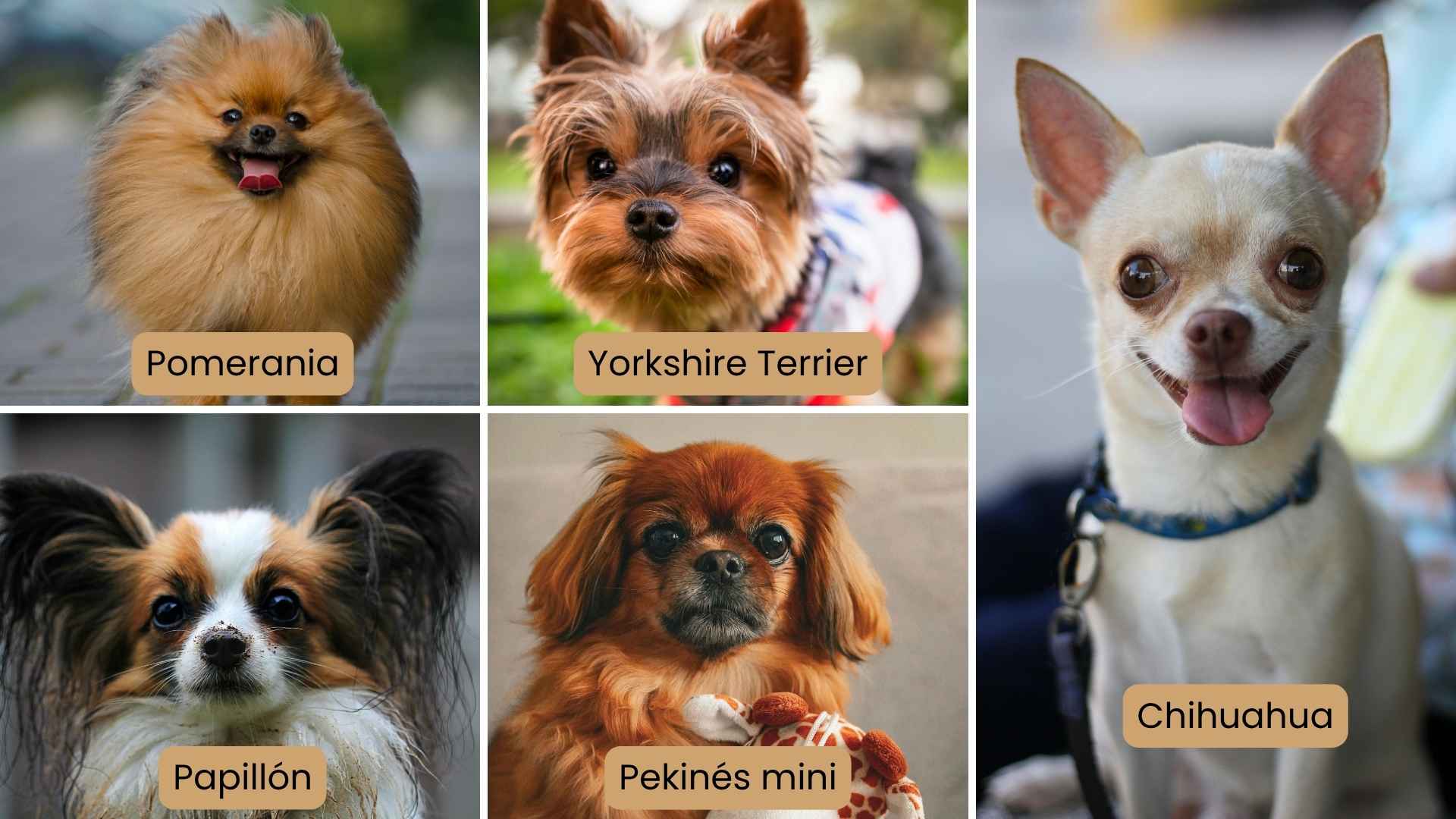 Razas de Perros Pequeños Guía Completa con Cuidados, Origen y Curiosidades